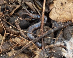 Arthrorhabdus pygmaeus