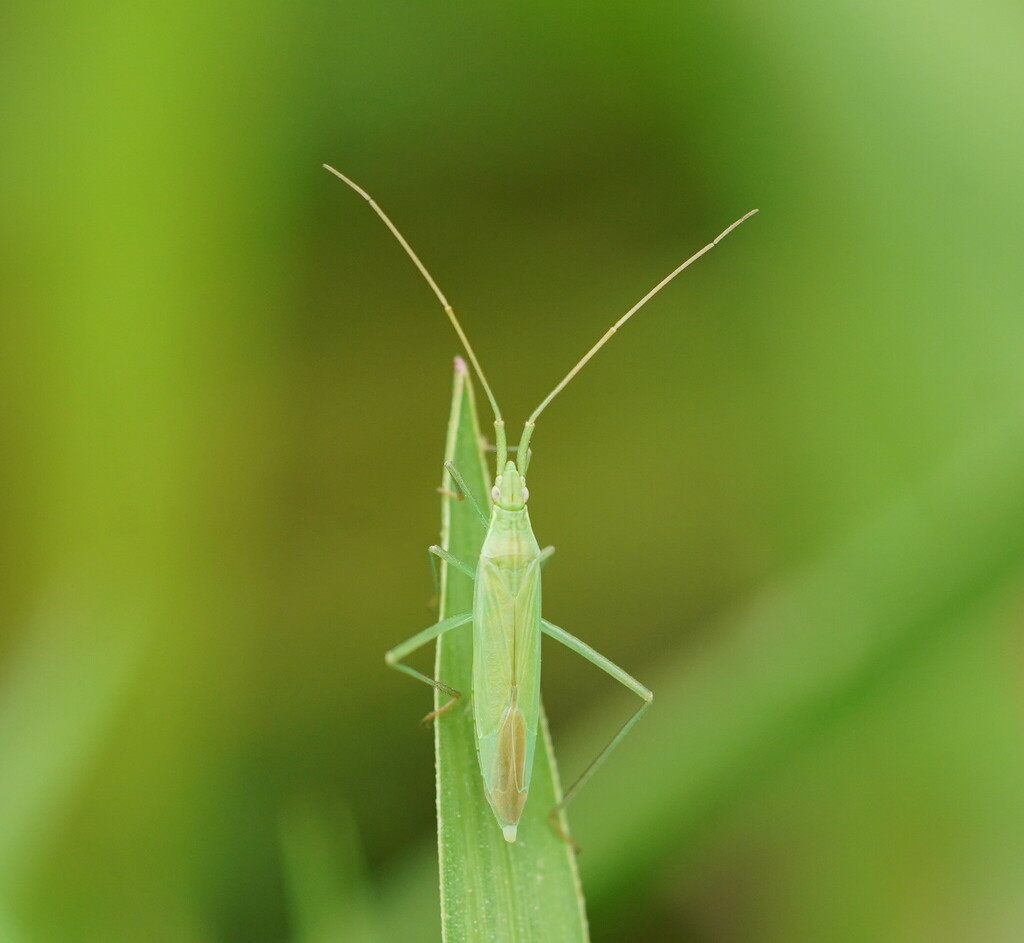 Chaetedus longiceps
