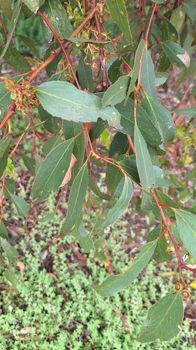 Image of Eucalyptus porosa by no rights reserved