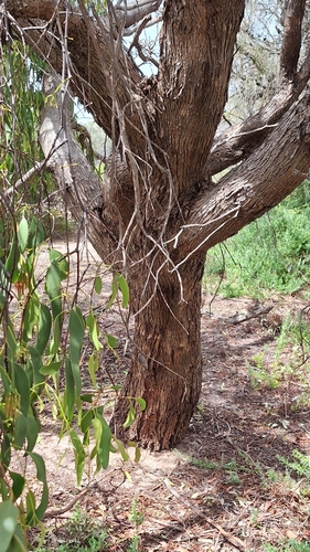 Image of Eucalyptus porosa by no rights reserved