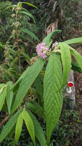 Image of Callicarpa pilosissima by (c) Cheng-Te Hsu, some rights reserved (CC BY)