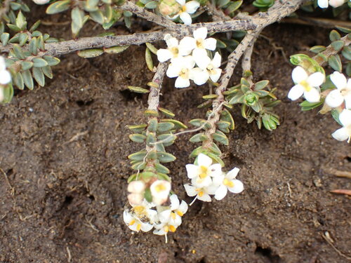 Pimelea prostrata observed 2023-12-21