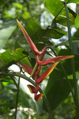 (c) Gary Yong Gee, some rights reserved (CC BY) Heliconia marginata, photograph (c) Gary Yong Gee, some rights reserved (CC BY)