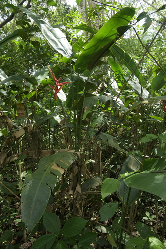 Heliconia marginata, photograph 4