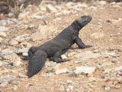 Sudan Mastigure photo 4