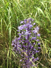 Scilla hyacinthoides