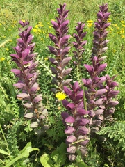 Acanthus syriacus