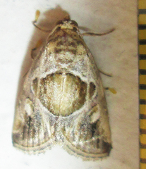 Deltote johnjoannoui