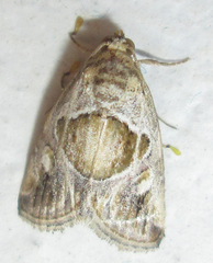 Deltote johnjoannoui