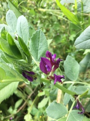 Vicia narbonensis