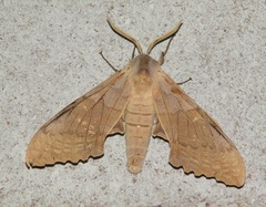 Pachysphinx occidentalis