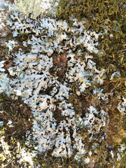 Phaeophyscia hispidula