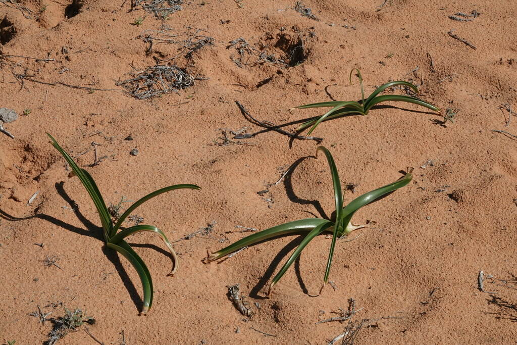 Crinum flaccidum from Innamincka SA 5731, Australia on August 3, 2023 ...