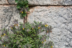 Onosma frutescens