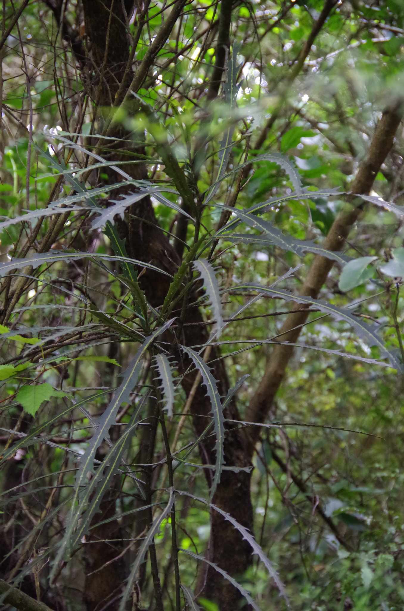 Pseudopanax Crassifolius (Pseudopanax crassifolius)