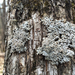 Pale-bellied Frost Lichen - Photo (c) cjlewis, some rights reserved (CC BY-NC), uploaded by cjlewis