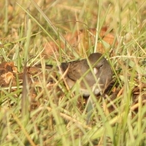 Dark-eyed Junco photographed in West Virginia