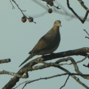 Mourning Dove photographed in West Virginia