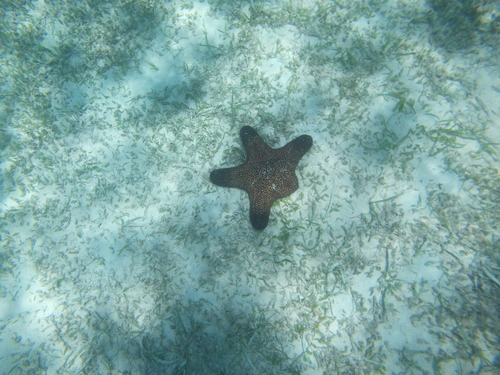Pentaster obtusatus