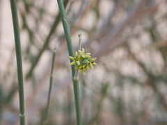 Leptadenia pyrotechnica