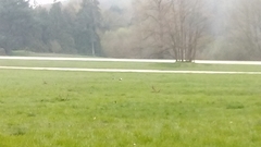 Alopochen aegyptiaca