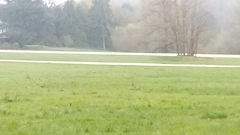 Alopochen aegyptiaca