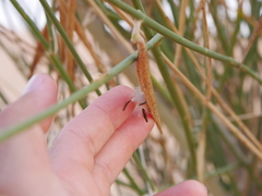 Leptadenia pyrotechnica