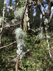 Usnea flavocardia