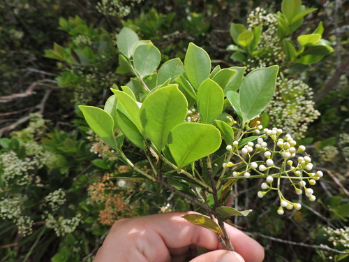 Image of Myrcia multiflora by (c) Fabrício Mil Homens Riella, some rights reserved (CC BY)