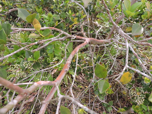 Image of Myrcia multiflora by (c) Fabrício Mil Homens Riella, some rights reserved (CC BY)