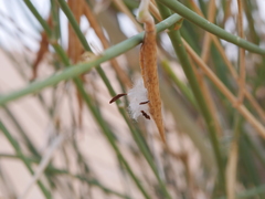 Leptadenia pyrotechnica
