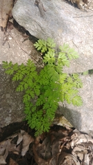 Chaerophyllum procumbens