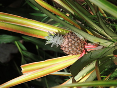 Ananas comosus image