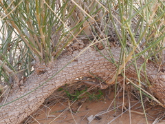 Leptadenia pyrotechnica