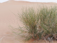 Leptadenia pyrotechnica