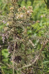 Berkheya bipinnatifida