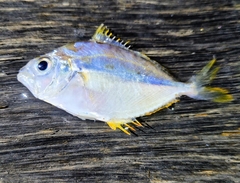 Decorated Ponyfish photo 5