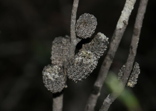 Image of Allocasuarina monilifera by (c) Greg Tasney, some rights reserved (CC BY-SA)