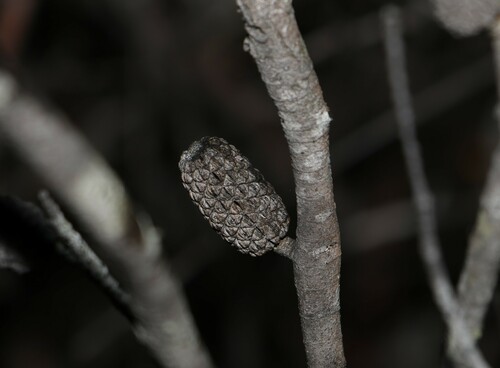 Image of Allocasuarina monilifera by (c) Greg Tasney, some rights reserved (CC BY-SA)