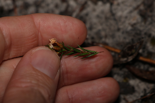 Image of Epacris lanuginosa by (c) Greg Tasney, some rights reserved (CC BY-SA)