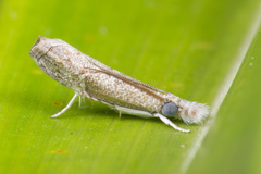 Culladia hastiferalis