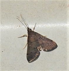 Piletocera macroperalis