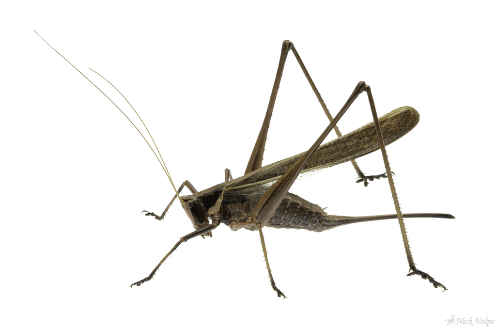 Antipodectes giganteus