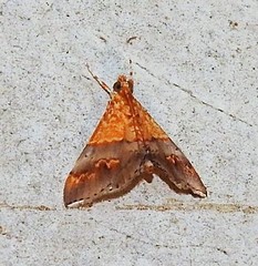 Tetracona amathealis