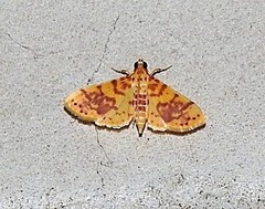 Conogethes haemactalis