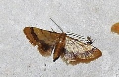 Idaea trypheropa
