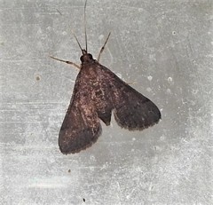Piletocera macroperalis