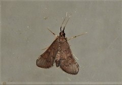 Piletocera macroperalis