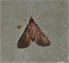 Piletocera macroperalis