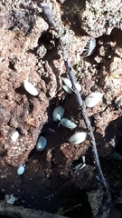 Platyarthrus hoffmannseggii